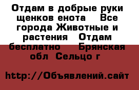 Отдам в добрые руки щенков енота. - Все города Животные и растения » Отдам бесплатно   . Брянская обл.,Сельцо г.